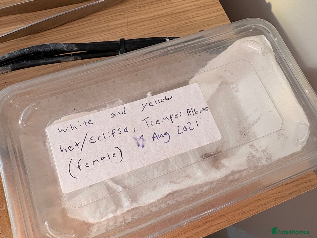 Leopard Gecko reptiles for sale: Female Leopard Gecko - Advert 3