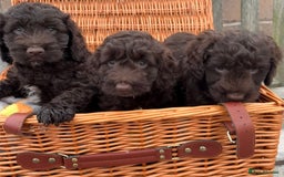 Cockapoo dogs for sale: Gorgeous cockapoo puppies  - Image 3