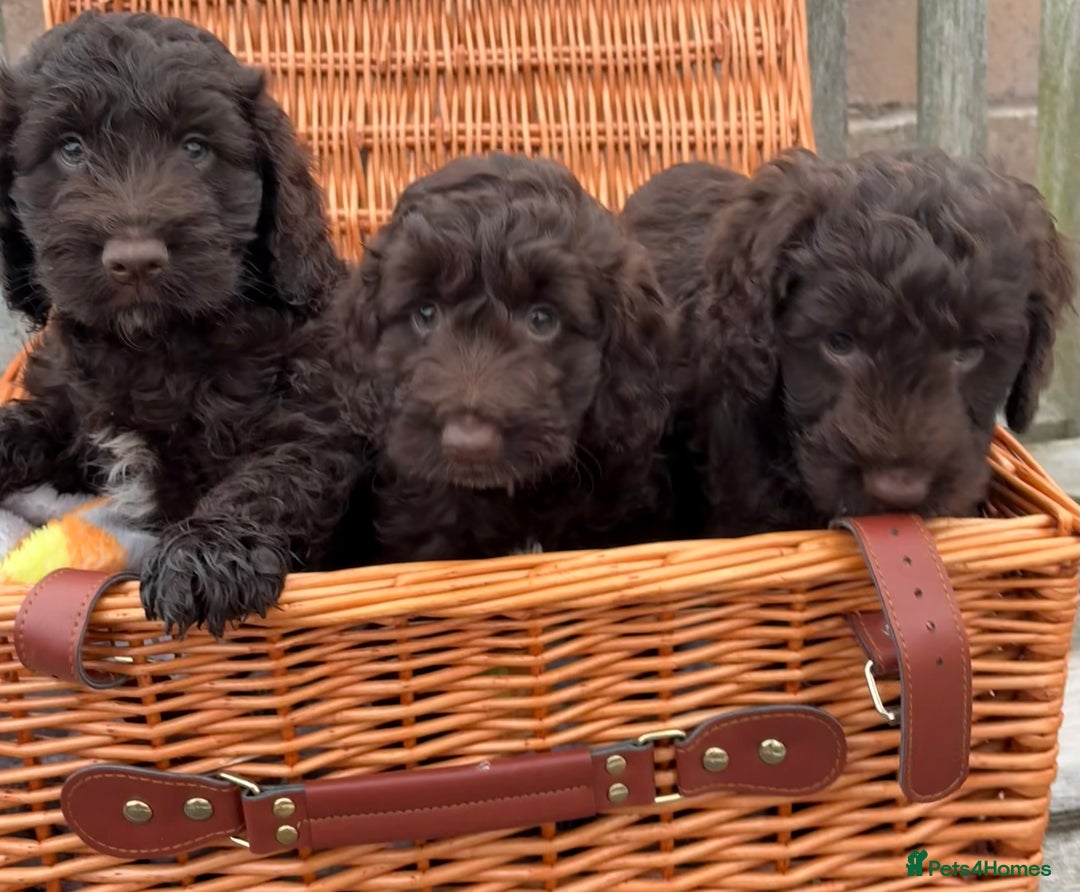 Cockapoo dogs for sale: Gorgeous cockapoo puppies  - Image 3