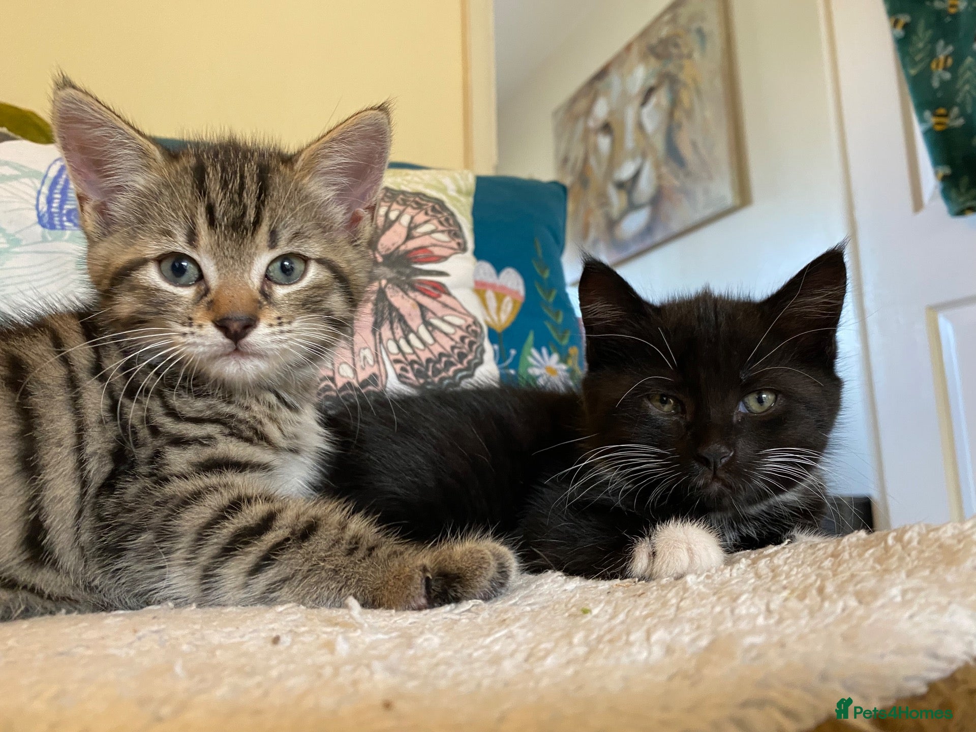 Mixed Breed cats Three Beautiful Kittens. READY TO GO!  - Advert 17
