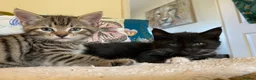 Mixed Breed cats for sale: Three Beautiful Kittens. READY TO GO!  - Advert 11