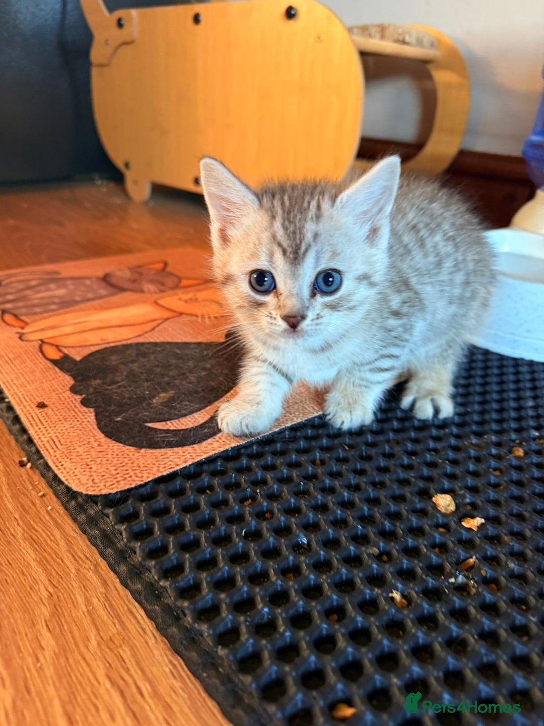 Mixed Breed cats for sale: Beautiful Ragdoll Bengal Cross Kittens - Advert 3
