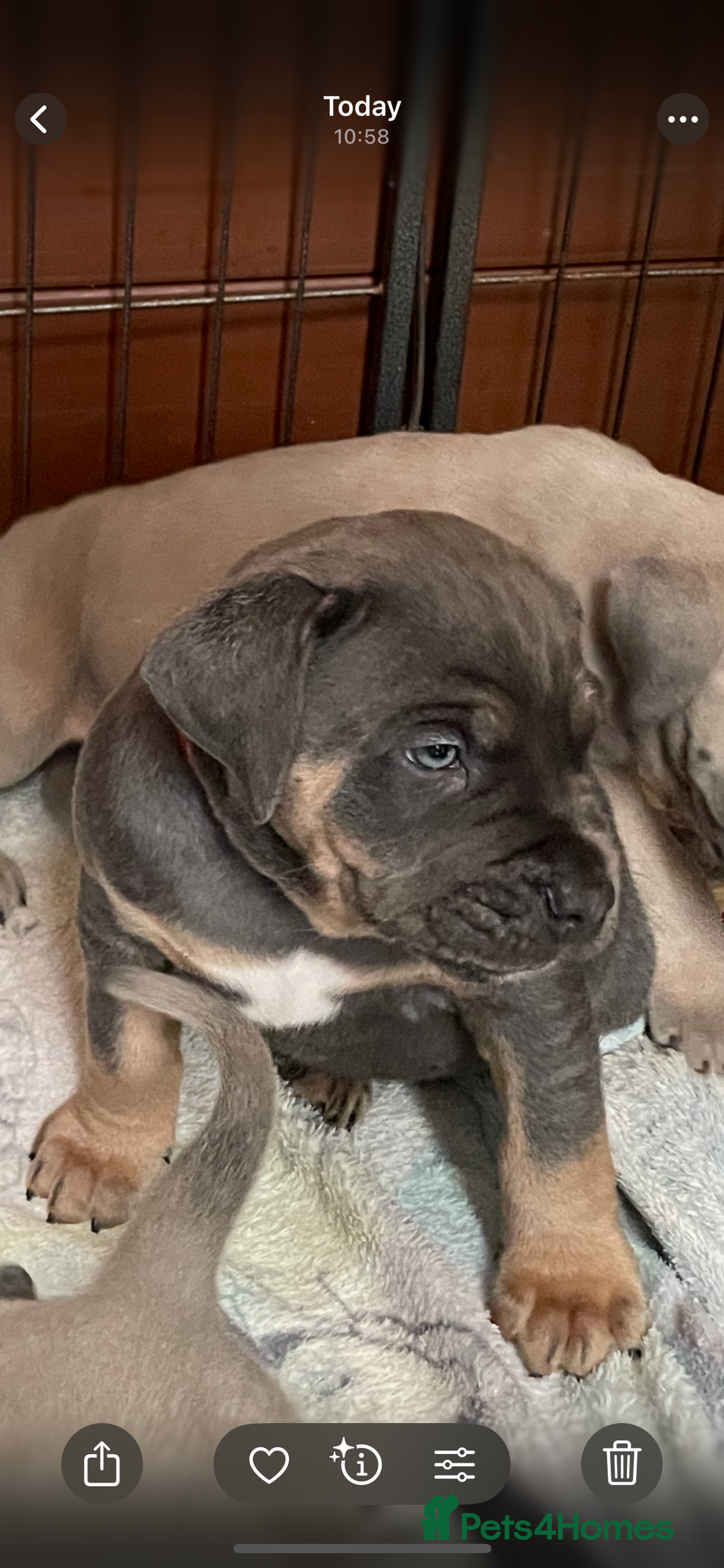 Cane Corso dogs for sale: CANE CORSO TOP QUALITY STRAJANO BLOODLINE FERMINTO - Advert 25