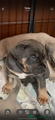 Cane Corso Puppy 1