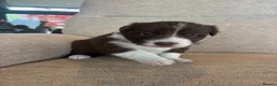 Border Collie dogs for sale: Beautiful Border Collie Puppies - Advert 7