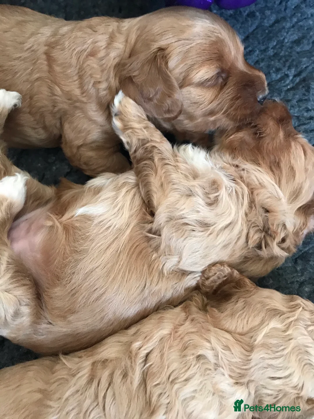 Miniature Poodle dogs for stud: ❤️ DNA Health Tested Beautiful red poodle for stud - Advert 10