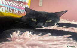 Domestic Shorthair cats for sale: Looking for a Loving Home for My Cat - Image 2