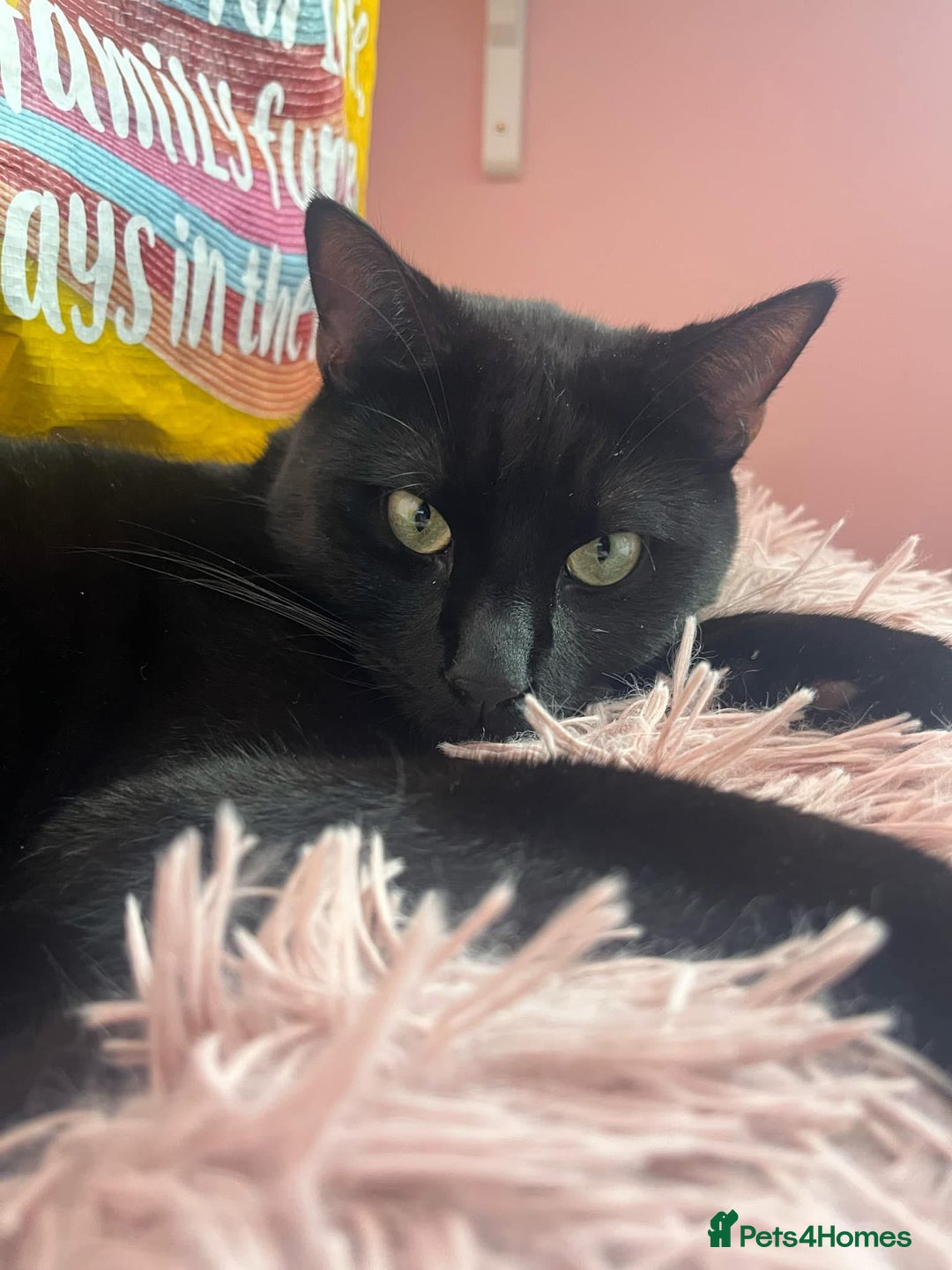 Domestic Shorthair cats for sale: Looking for a Loving Home for My Cat - Image 2