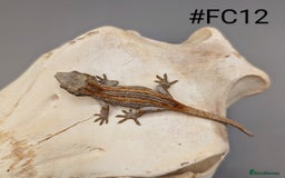 Gecko reptiles for sale: Orange & Red Stripe Gargoyle Gecko CB25 - Image 3