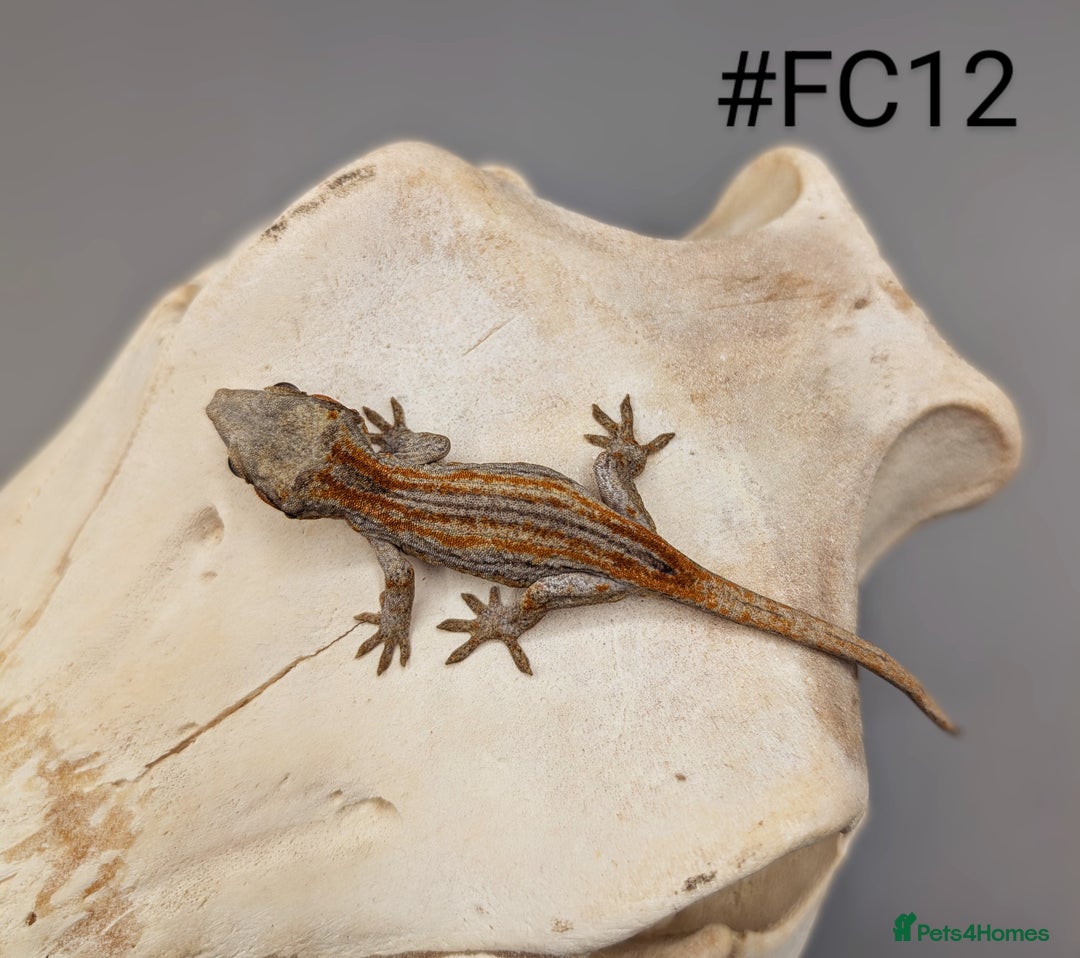 Gecko reptiles for sale: Orange & Red Stripe Gargoyle Gecko CB25 - Image 3