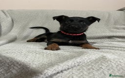 Belgian Shepherd Dog dogs for sale: 6 adorable Belgian malinois puppy's for sale  - Image 26