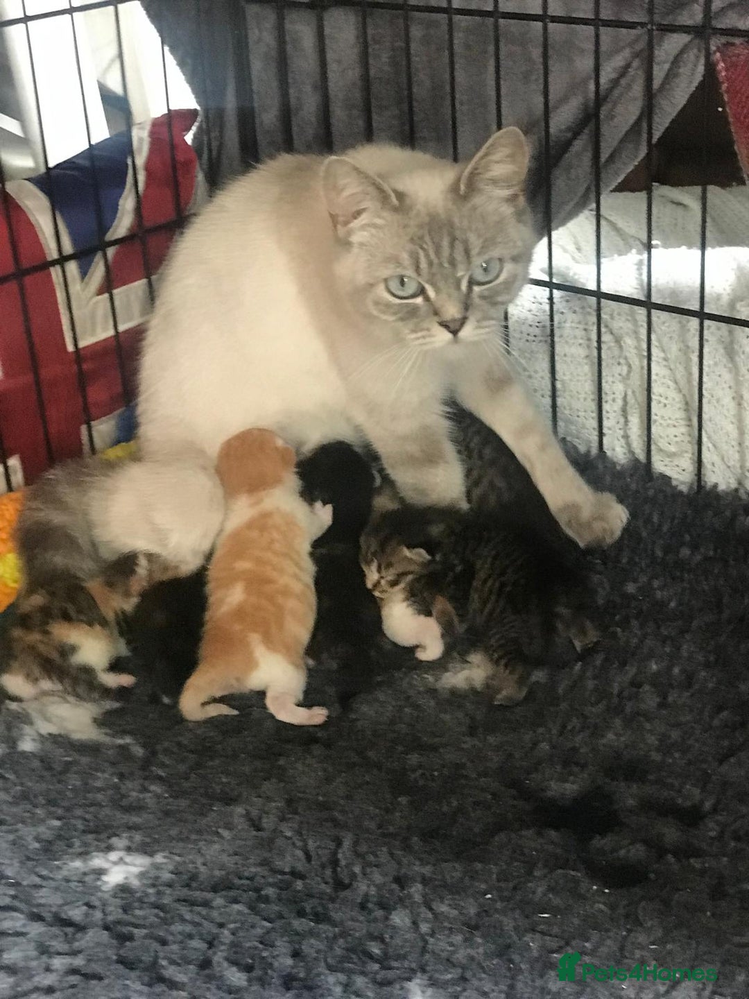 Persian cats for sale: 8 British short hair x Persian kittens  - Image 14