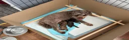 Mixed Breed dogs for sale: Beautiful litter of Cockerpoo x Caverpoo puppies - Advert 3