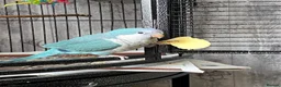Parrots birds for sale: 2 gorgeous  monk / quakers  in Stevenage - Advert 2
