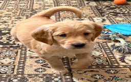 Golden Retriever dogs for sale: Dark Red Golden Retriever Pups Ready 1st November - Image 30