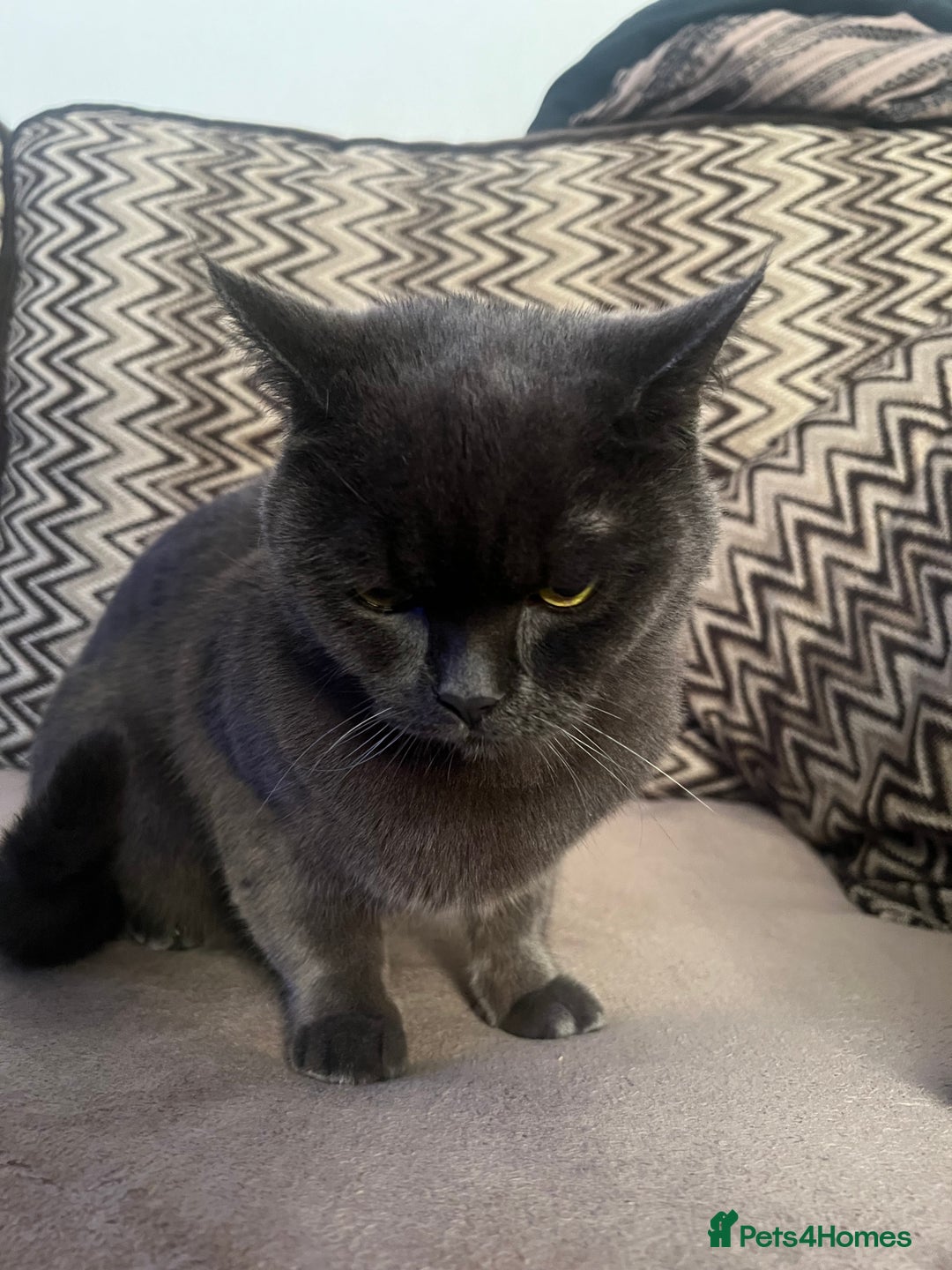 British Shorthair cats for sale: ✨✨ lovely British shorthair for sale ✨✨ - Image 2