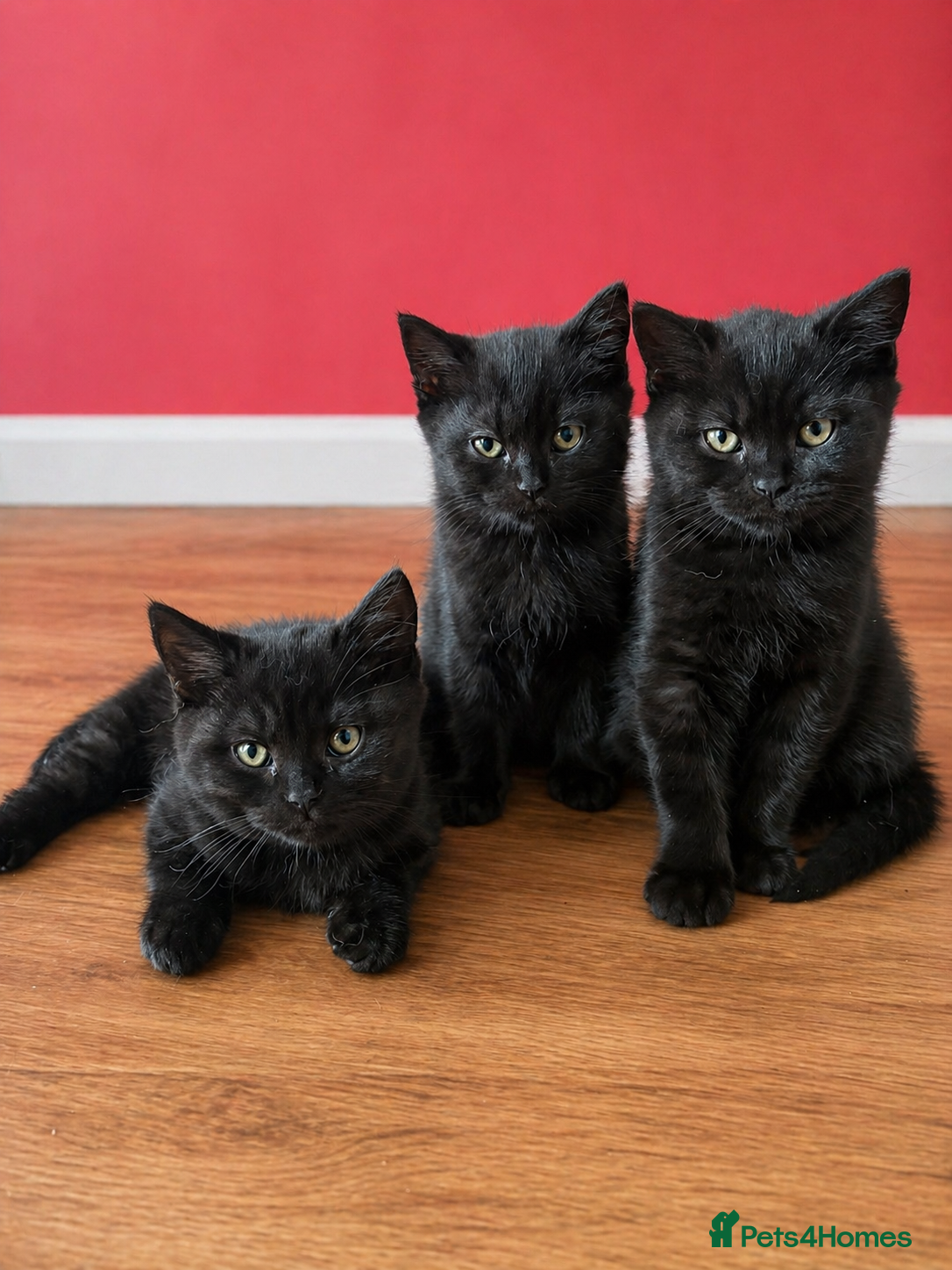 Mixed Breed cats “Beautiful playful kittens ready now - Advert 11