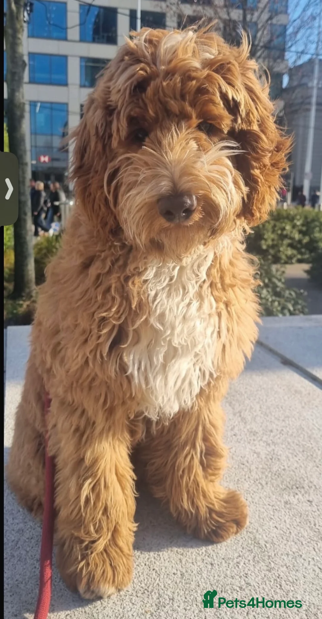 Australian Labradoodle dogs for stud: Australian labradoodle x Goldendoodle STUD proven - Advert 10