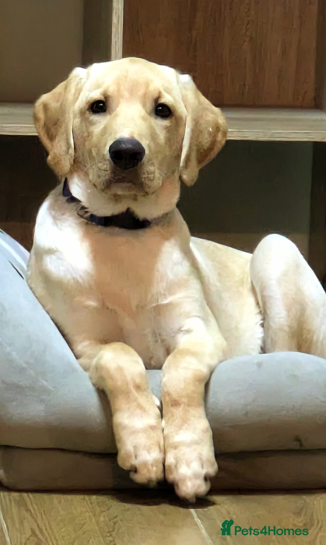 Labrador Retriever dogs for sale: 5 month old Labrador, great family dog - Advert 6