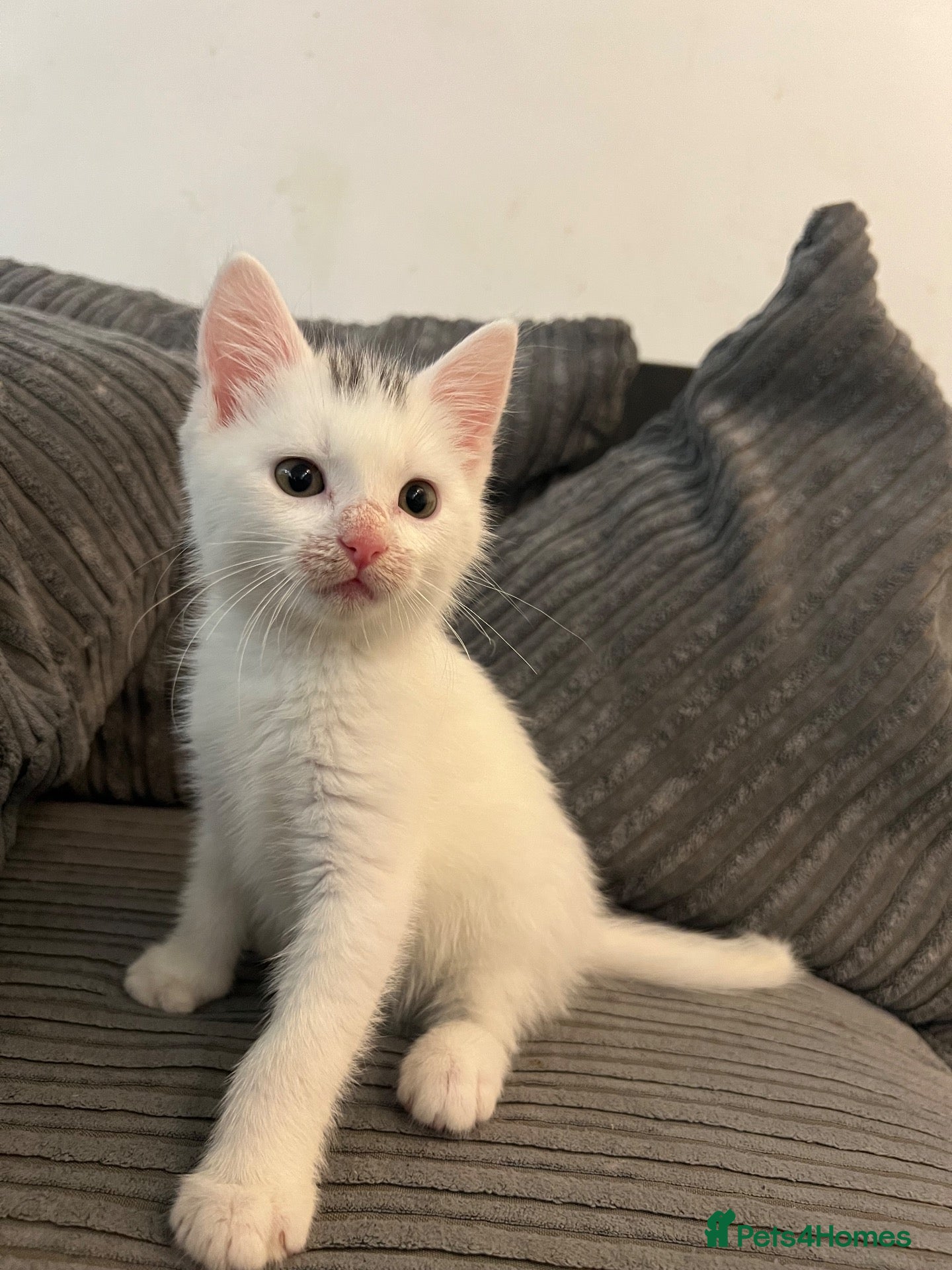 Mixed Breed cats for sale: Beautiful White Kitten Miu Miu – Loving & Playful - Advert 2