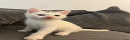 Mixed Breed cats for sale: Beautiful White Kitten Miu Miu – Loving & Playful - Advert 2