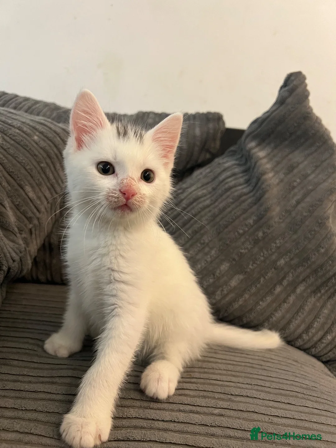 Mixed Breed cats for sale: Beautiful White Kitten Miu Miu – Loving & Playful - Advert 2