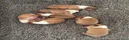 Rough Collie dogs for sale: KC Registered sable and white rough collie puppies - Advert 2