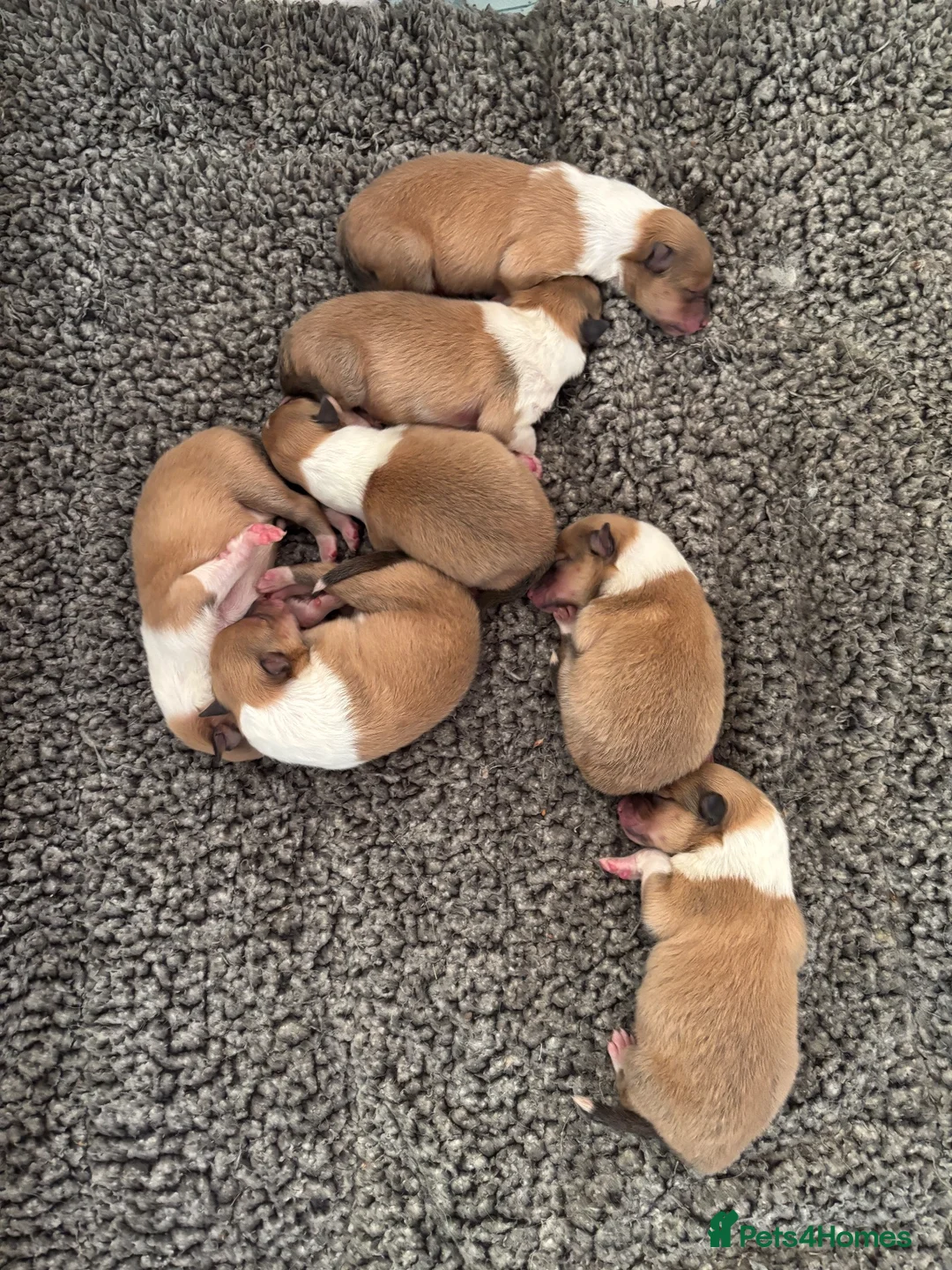 Rough Collie dogs for sale: KC Registered sable and white rough collie puppies - Advert 2