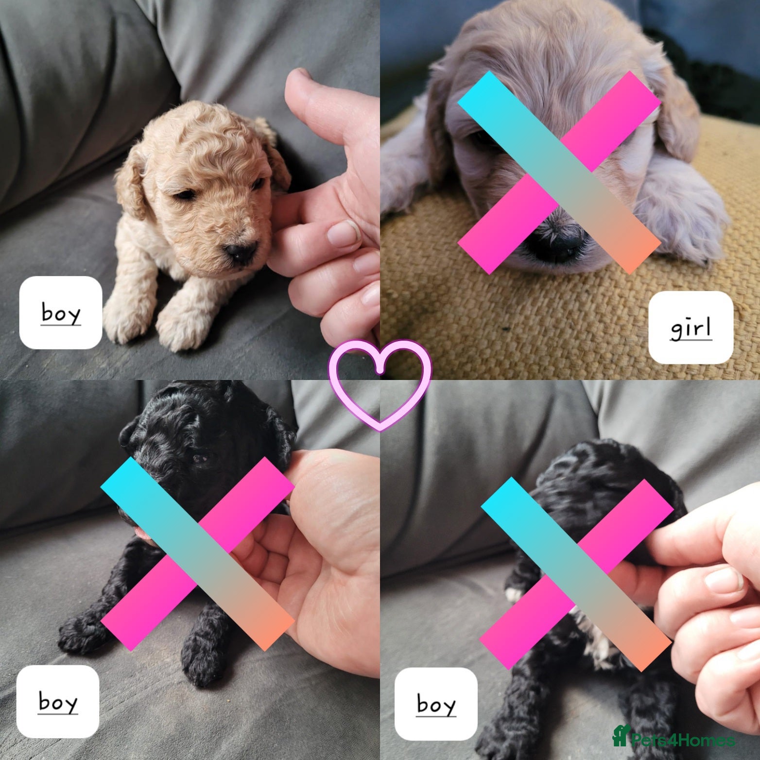 Cockapoo dogs Cockapoo puppies 💝  - Advert 1