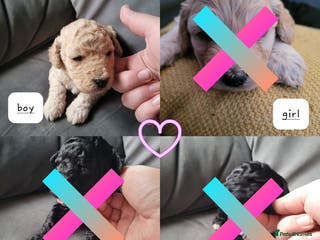 Cockapoo dogs Cockapoo puppies 💝 - Advert 14