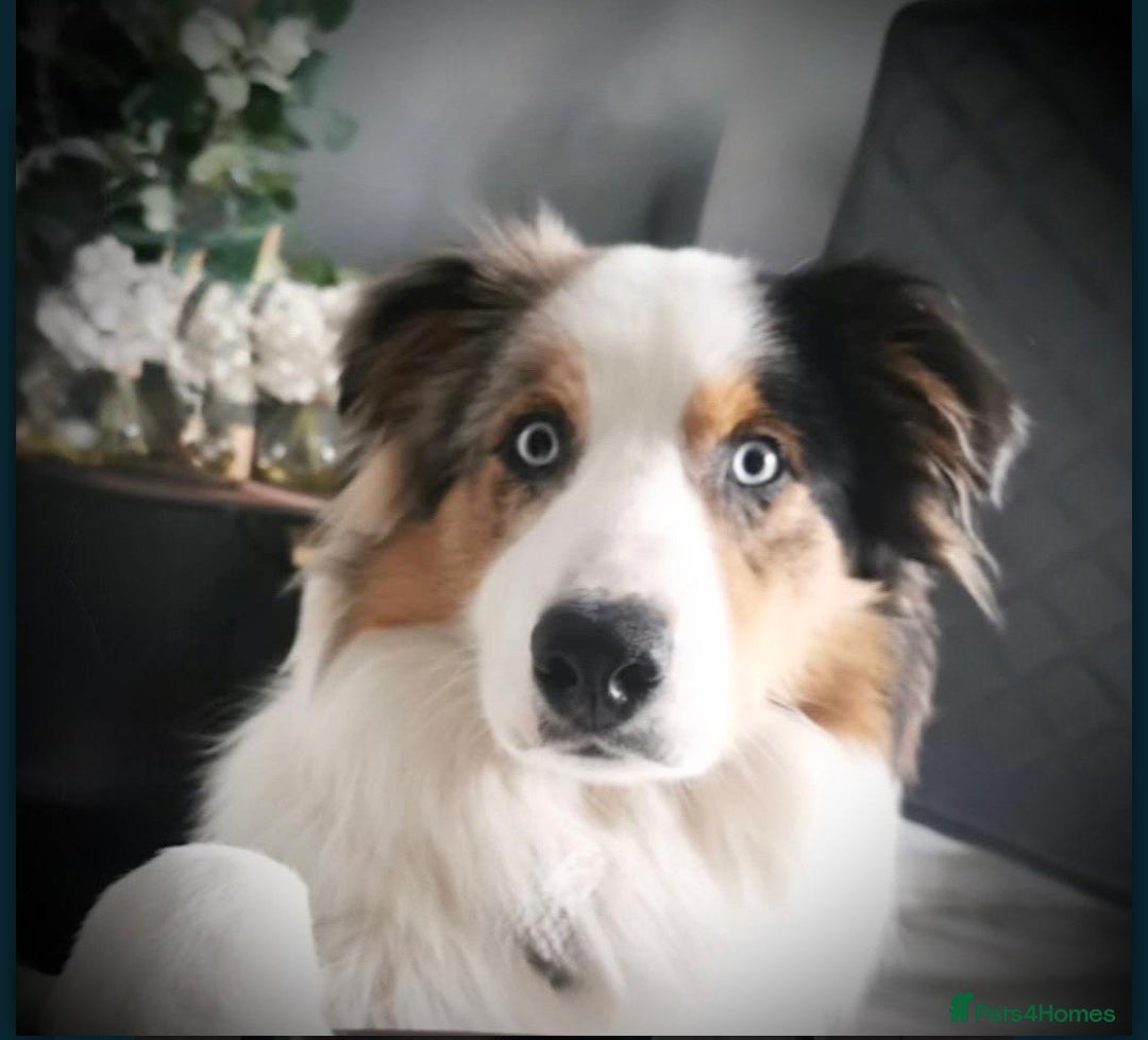 Border Collie dogs for stud: Hugo Border Collie Male in Doncaster - Advert 4