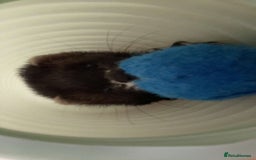 Ferret rodents for sale: Two female ferrets and cage + accessories - Image 7