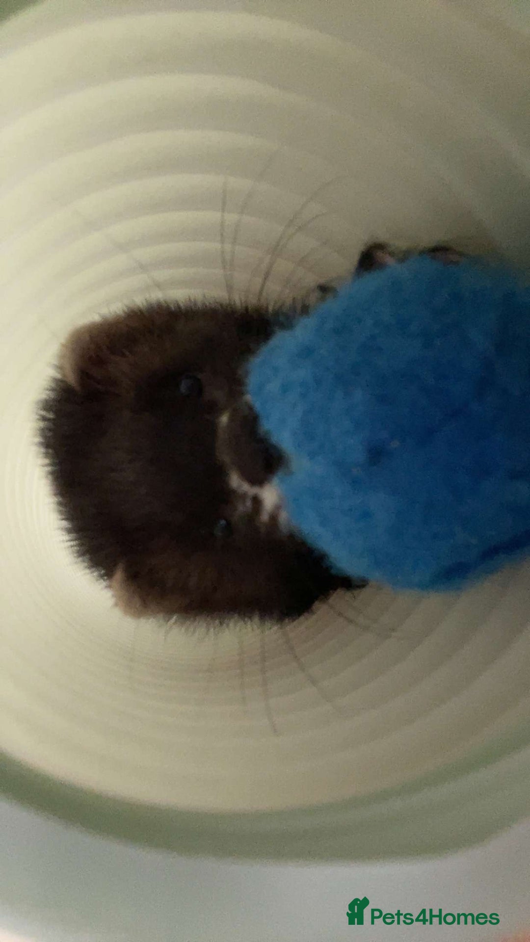 Ferret rodents for sale: Two female ferrets and cage + accessories - Image 7