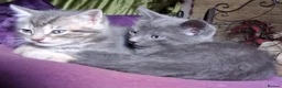 Mixed Breed cats for sale: ⭐️🐈SUPERB BENGAL X RUSSIAN BLUE 🐈⭐️ in Hatfield - Advert 8