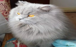 British Longhair cats for sale: Sweet full pedigree British little girl  - Image 10