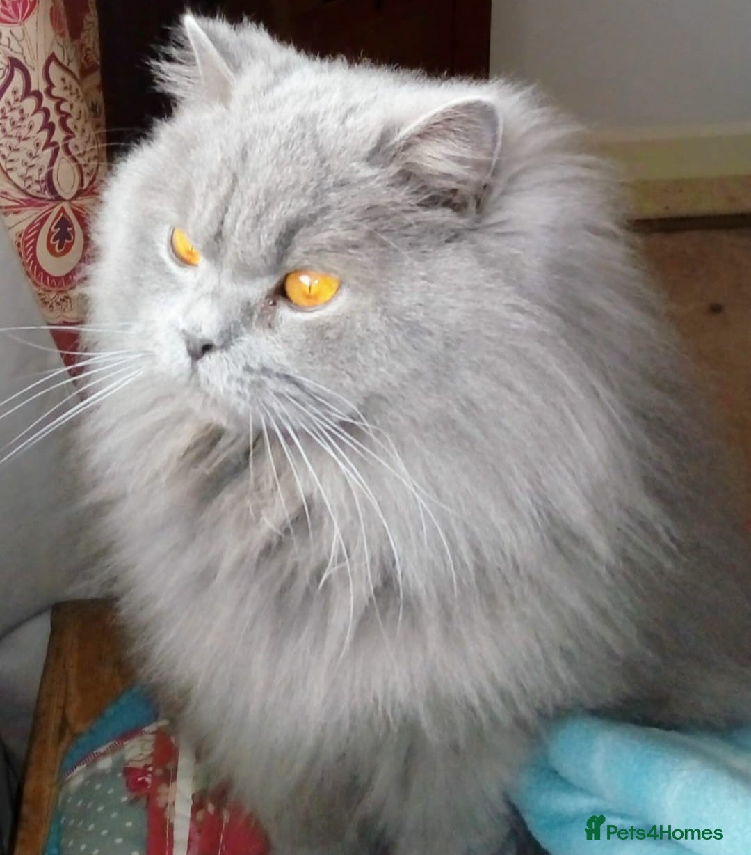 British Longhair cats for sale: Sweet full pedigree British little girl  - Image 10