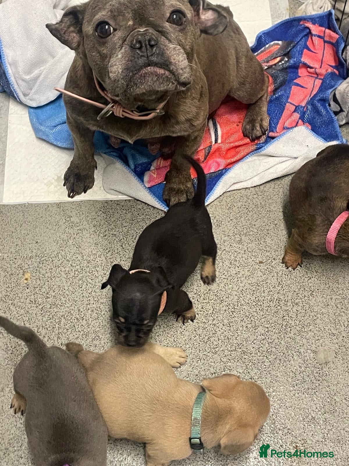 Mixed Breed dogs French dash pups  - Advert 1