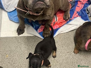 Mixed Breed dogs French dash pups - Advert 1