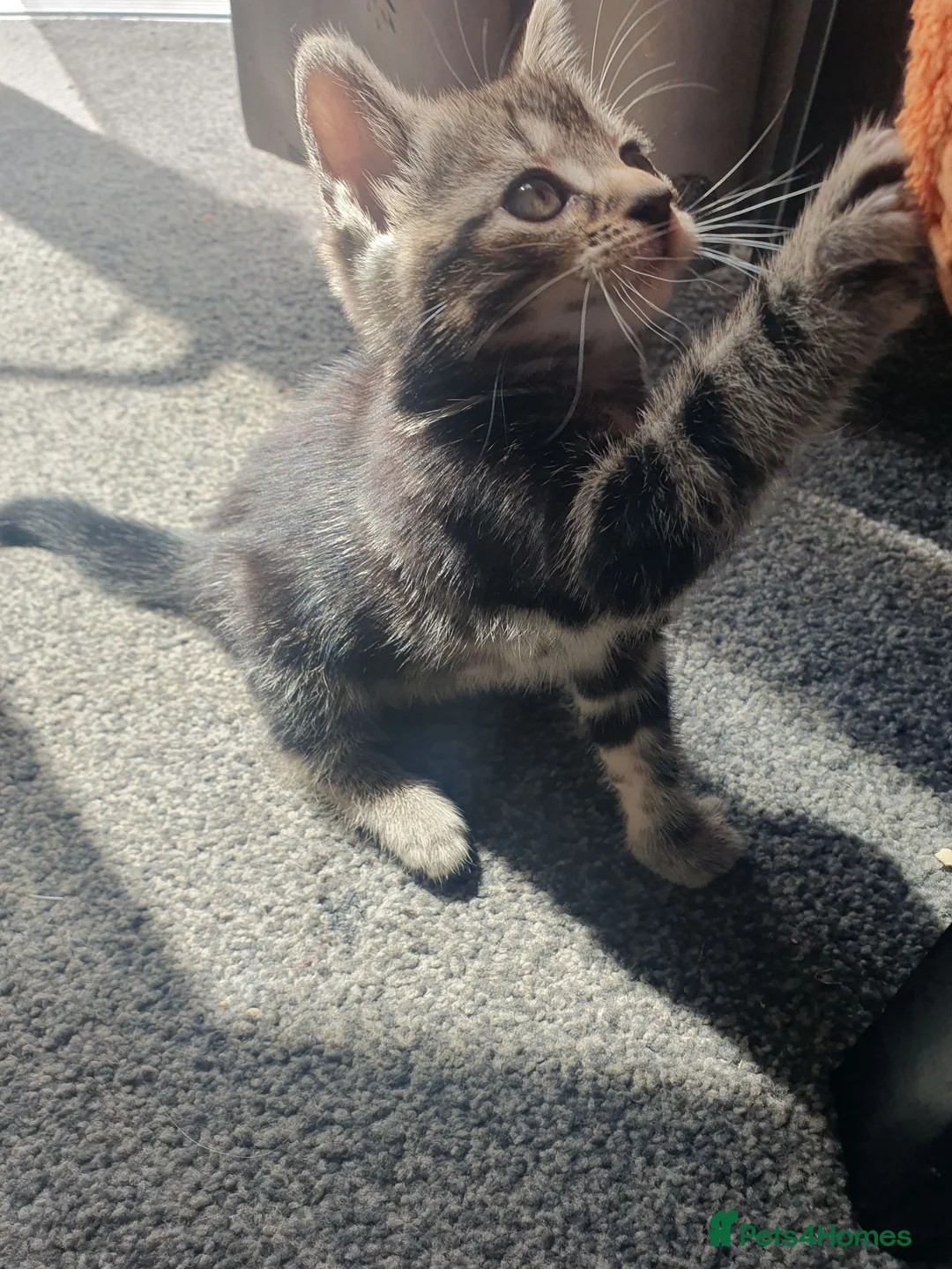Mixed Breed cats for sale: Two Adorable Kittens Looking for Loving Homes - Advert 2