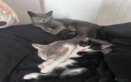 Domestic Shorthair cats for sale: Kitten black and white - Advert 5