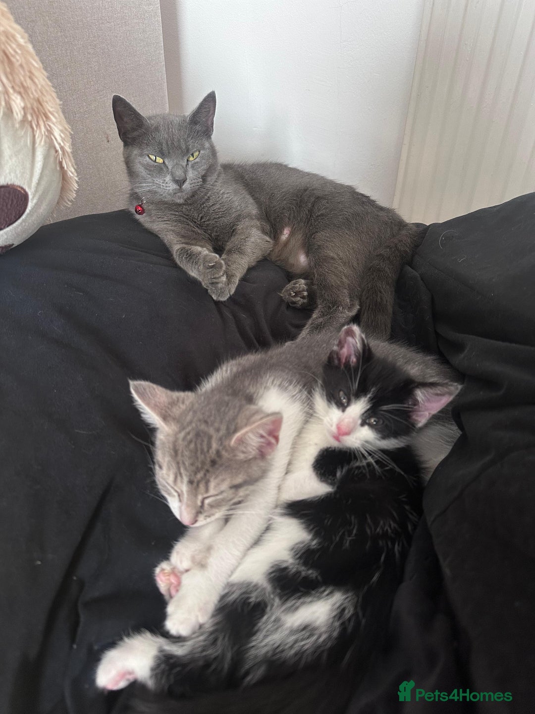 Domestic Shorthair cats for sale: Kitten black and white - Advert 5
