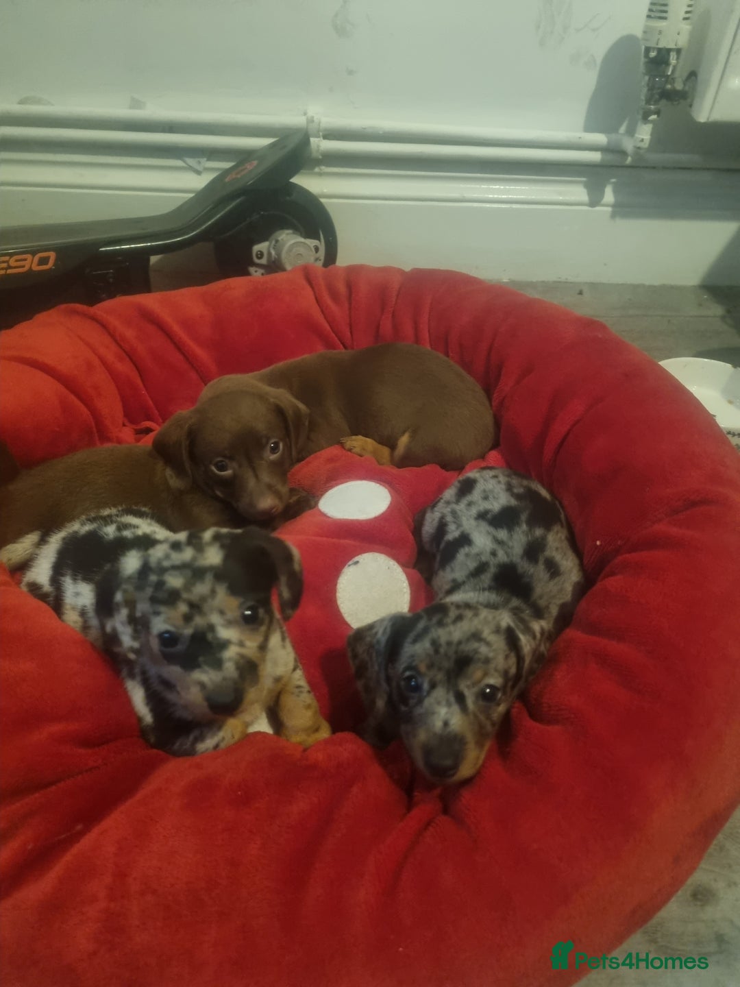 Miniature Dachshund dogs for sale: Miniature Dachshund  - Advert 15