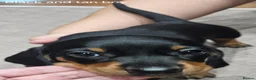 Miniature Dachshund dogs for sale: Beautiful miniture daschund puppies. in Redcar - Advert 27