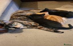 Mixed Breed cats for sale: Mixed breed kittens - Image 7