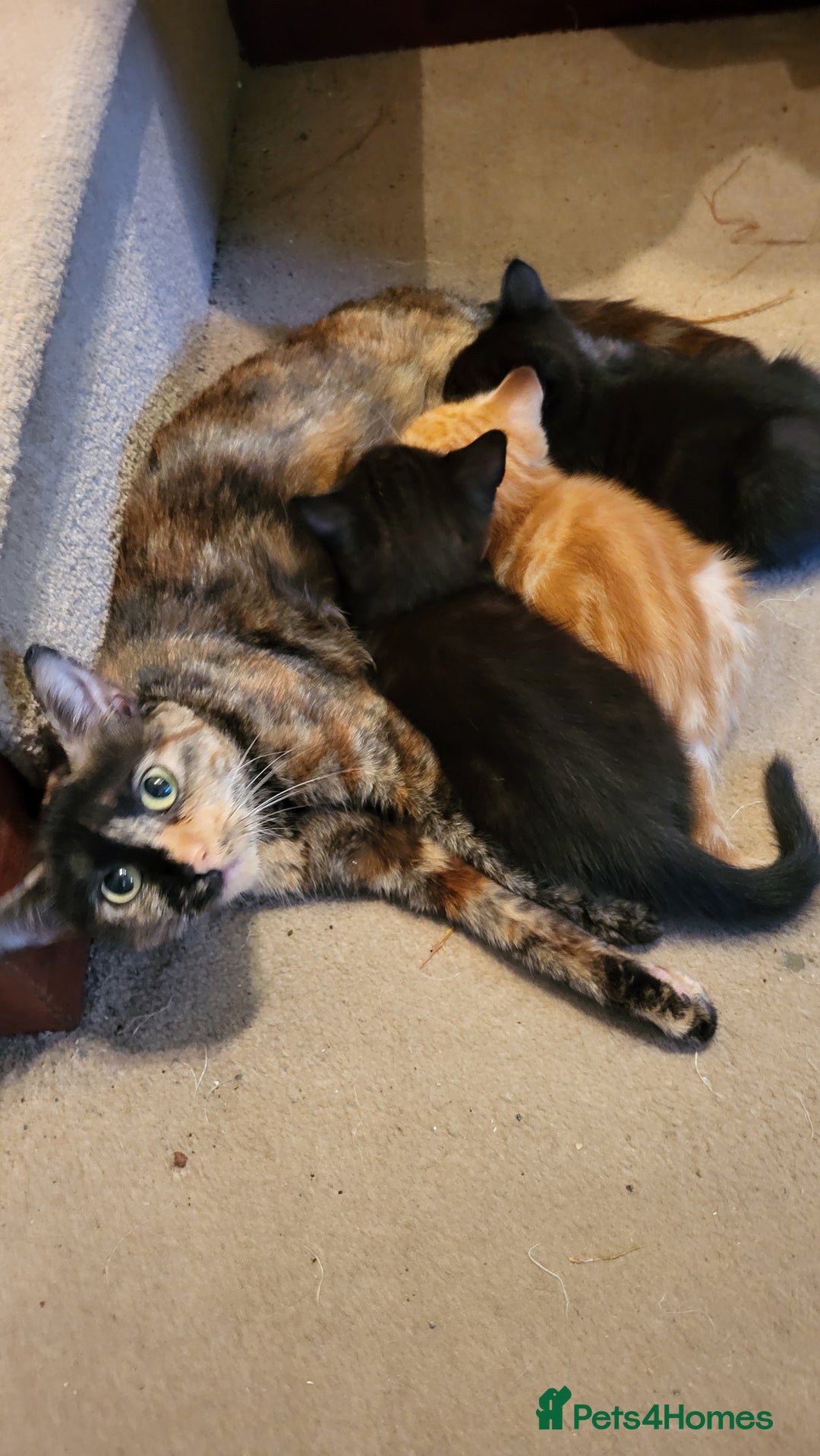 Mixed Breed cats for sale: Mixed breed kittens - Image 7