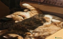 Mixed Breed cats for sale: 4 gorgerous kittens - Image 4