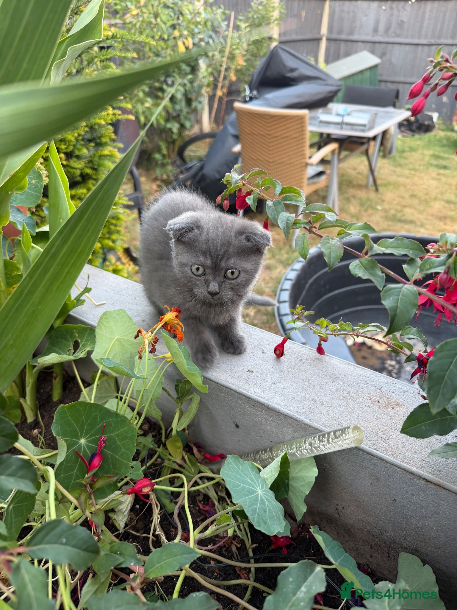 Scottish Fold cats Last  girls ❤️Lovely scotish kittens💕💕💕 - Advert 2