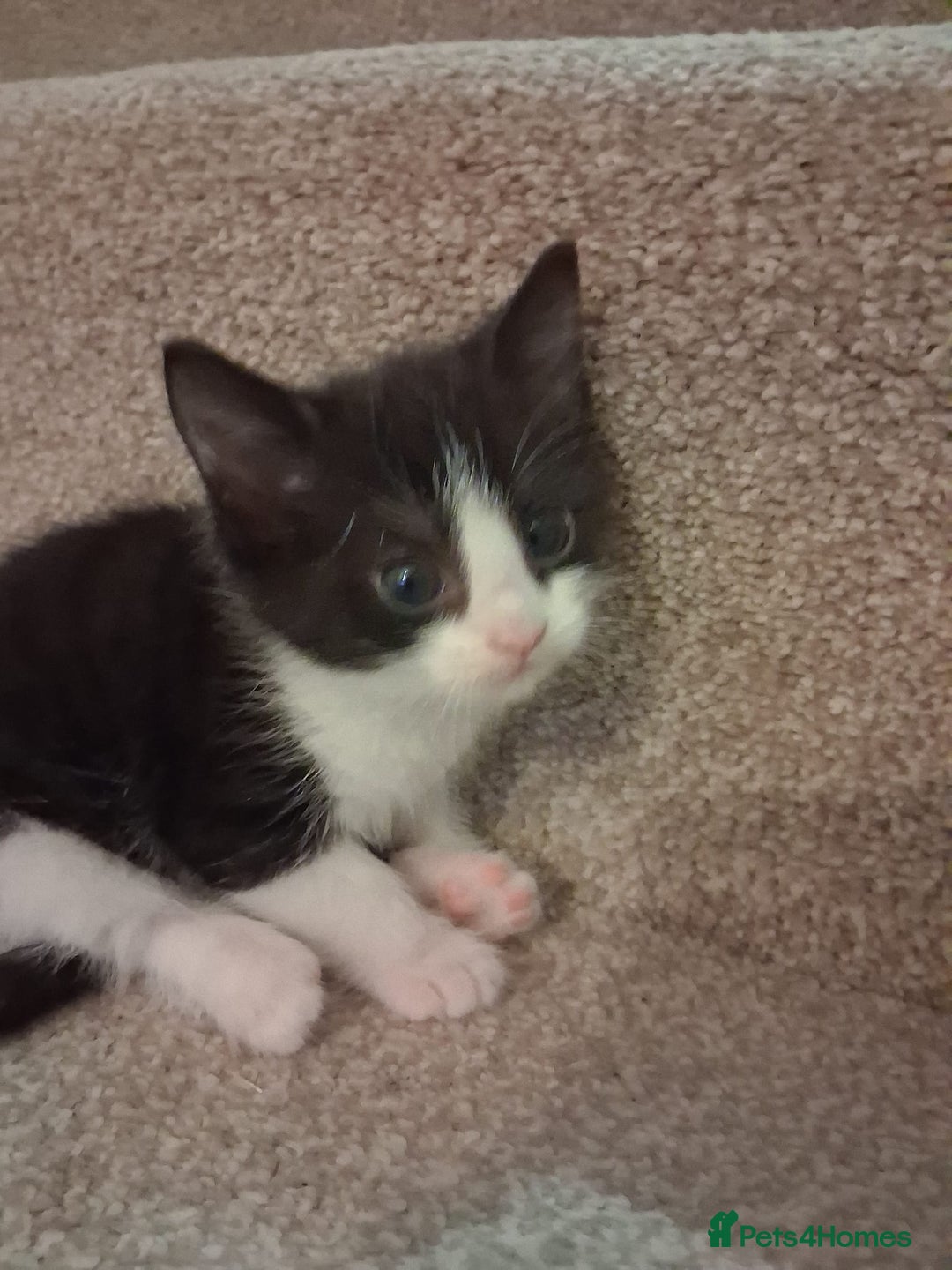 Mixed Breed cats for sale: Black and white 3 kittens for sale. 2 boys 1 girl. - Advert 24