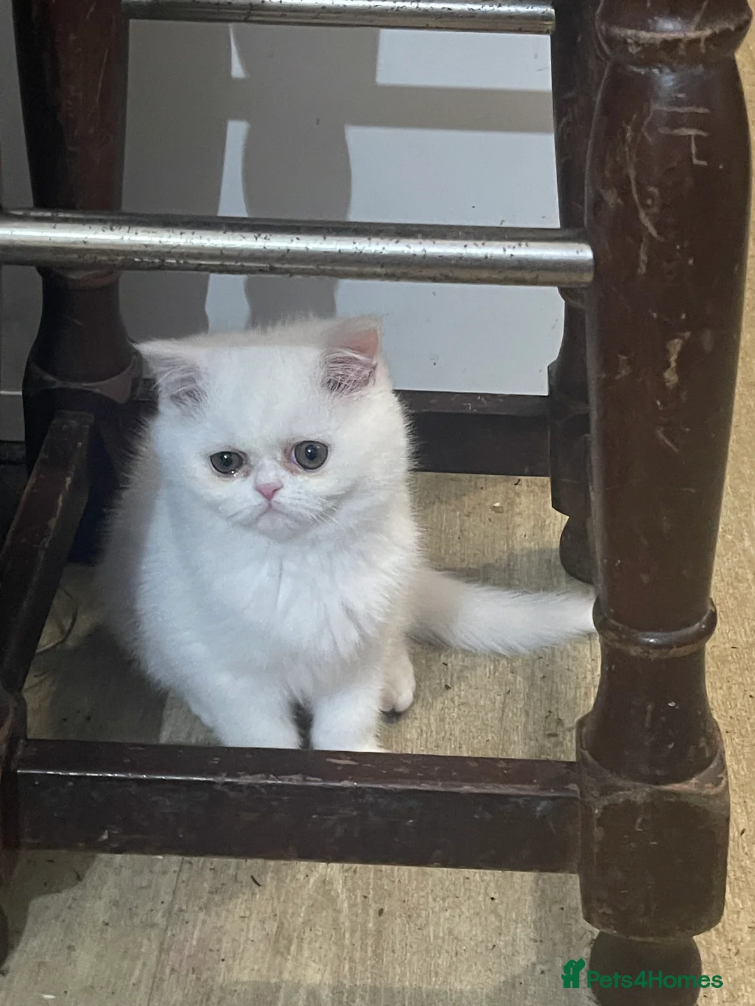 Persian cats for sale: Persian  **  kittens  - Advert 4