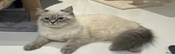 Mixed Breed cats for sale: Siberian Male cat for sale  - Advert 3